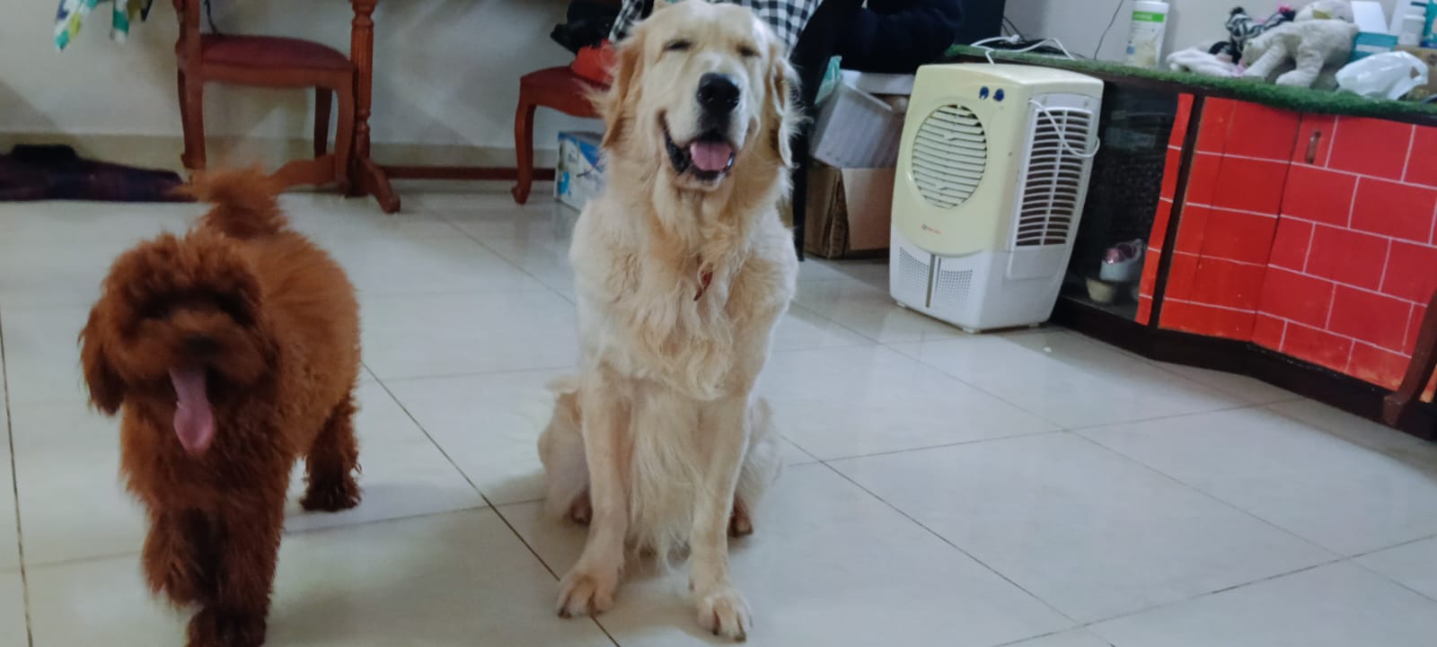 Zoomies Grooming Spa