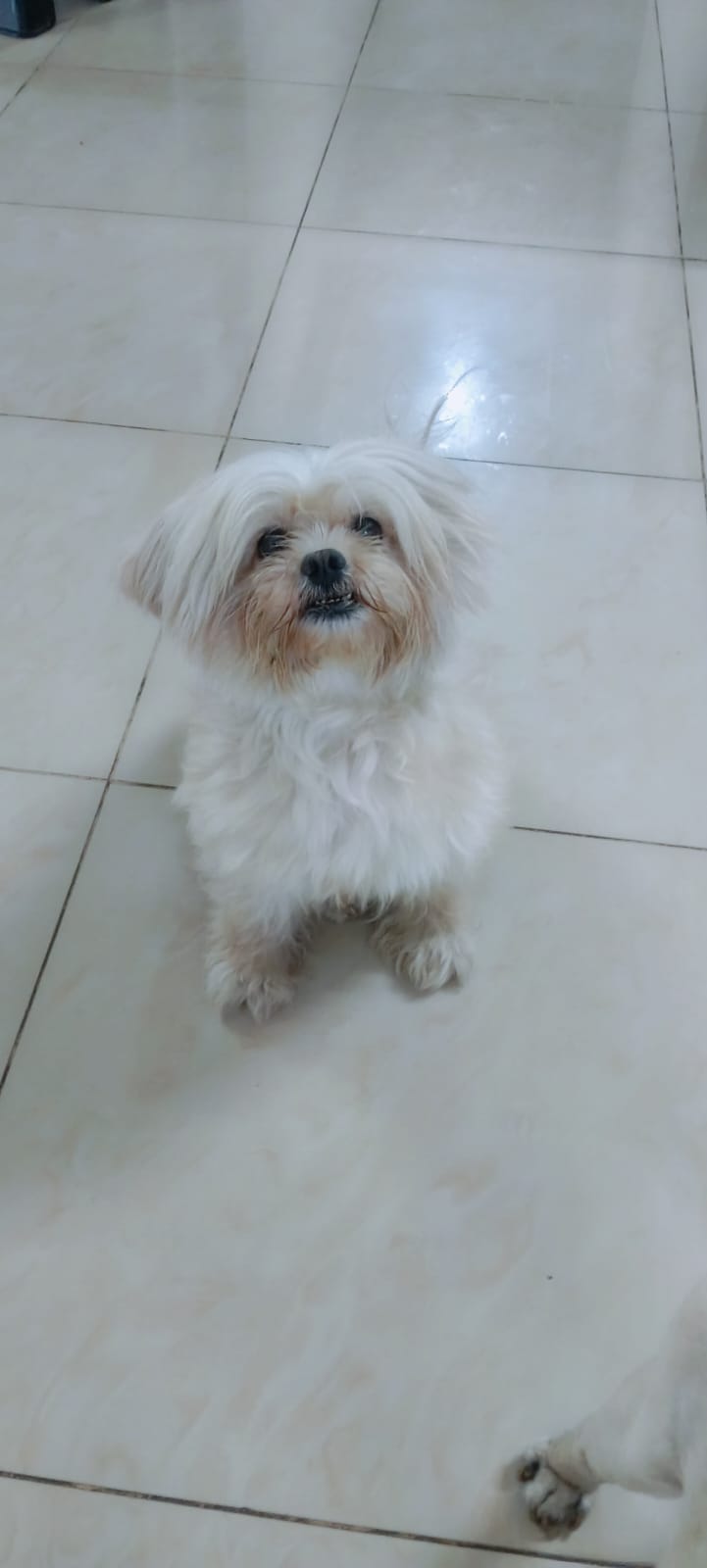 Spa Day at Zoomies