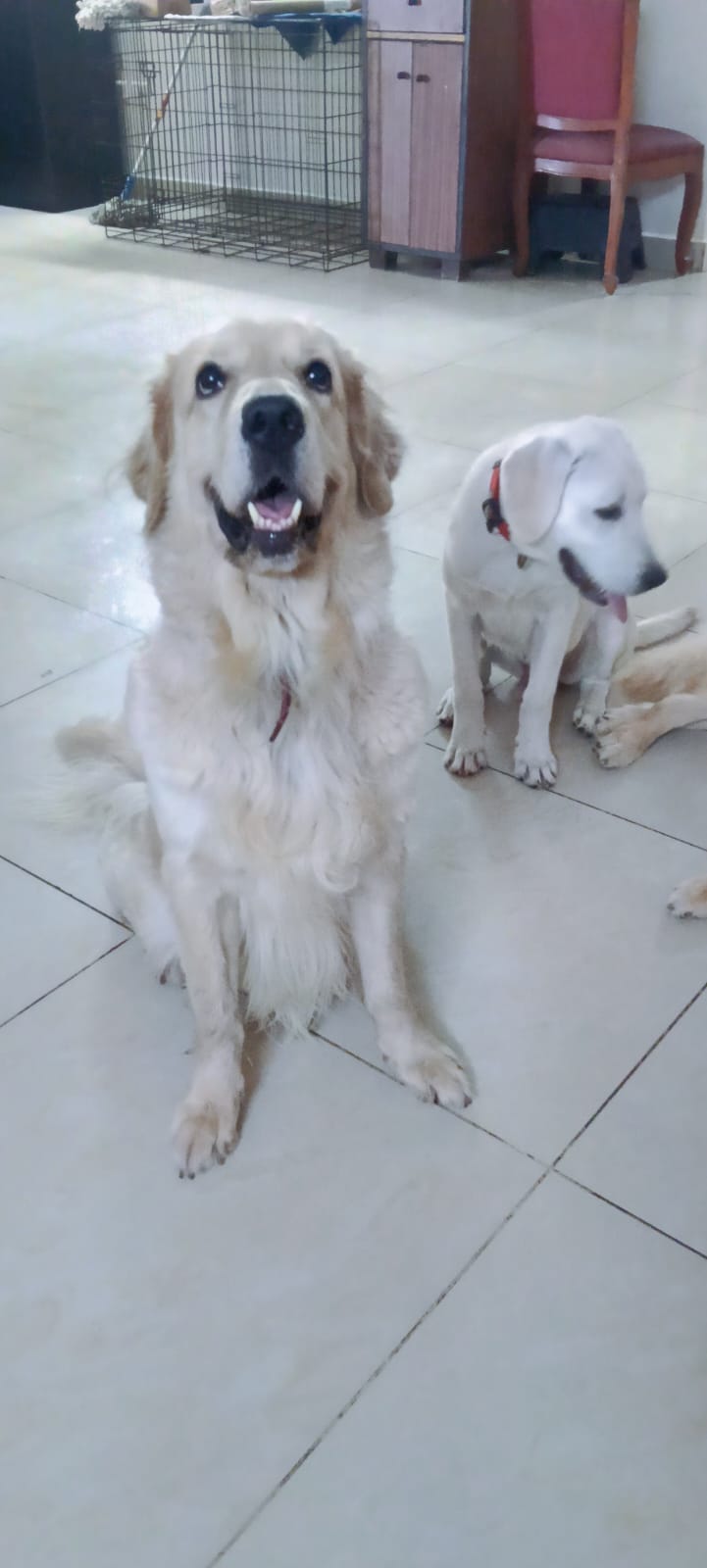 Zoomies Happy Pet Guest