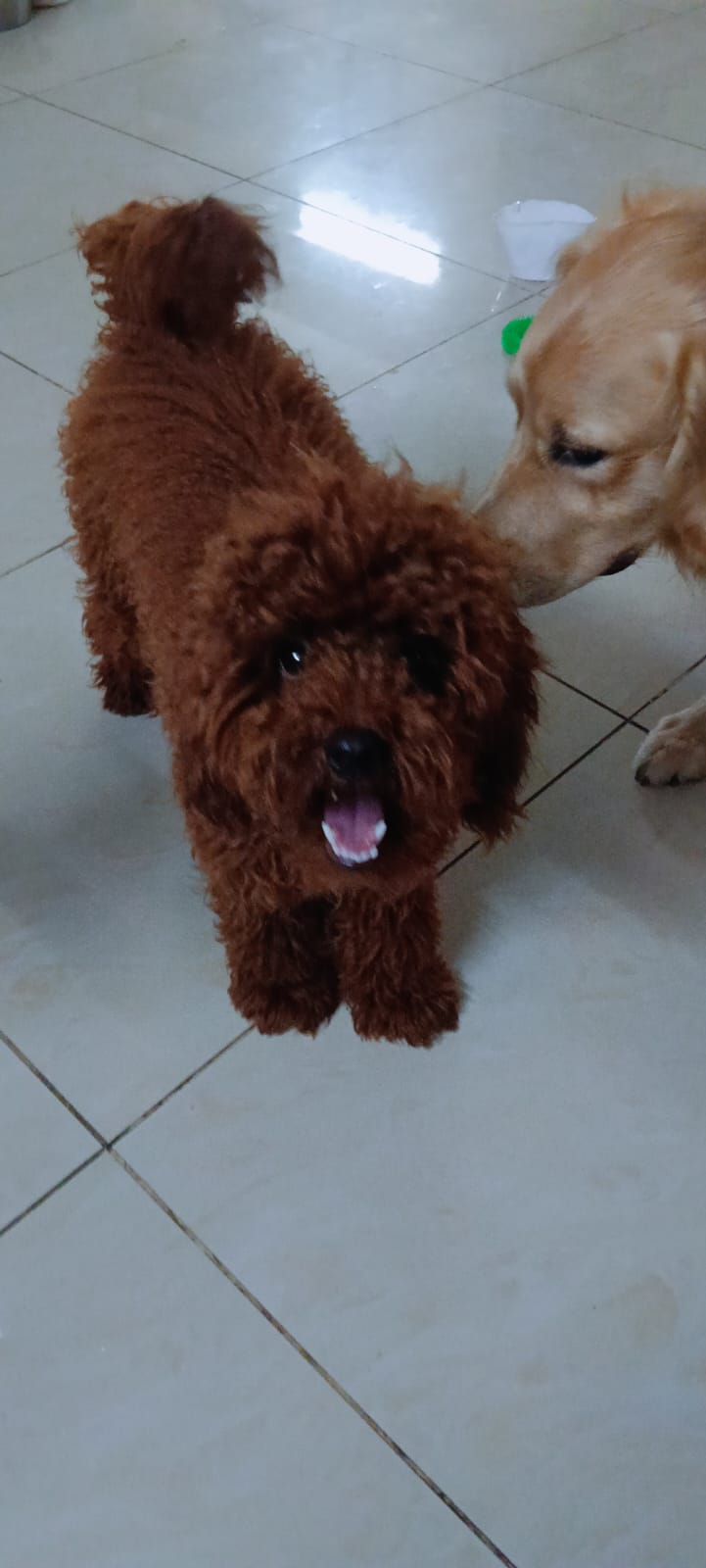 Friendly Pup Guest