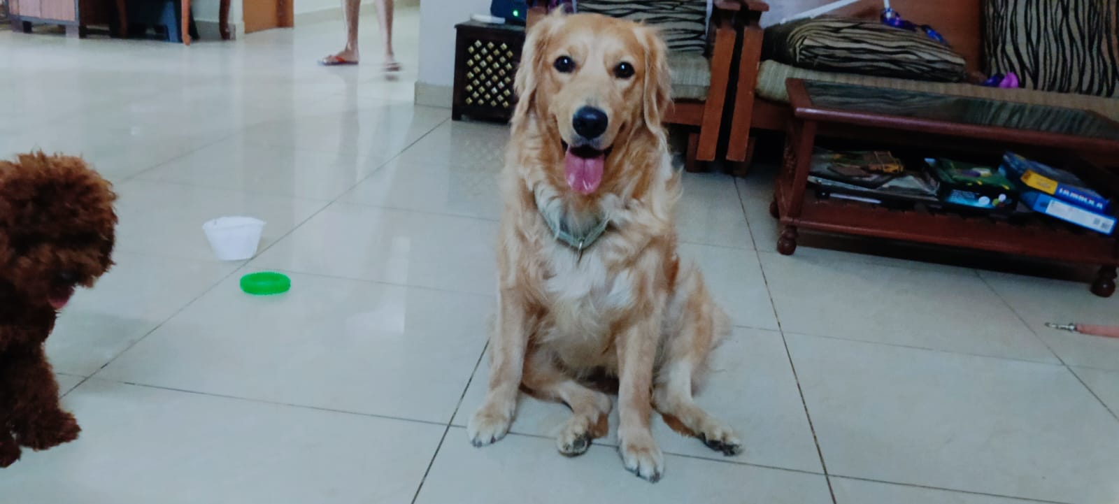 Gentle Dog Handler