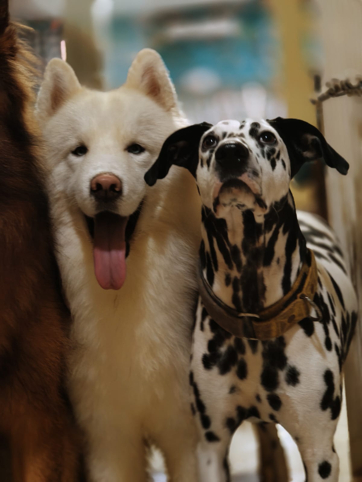 Playful Pup Daycare