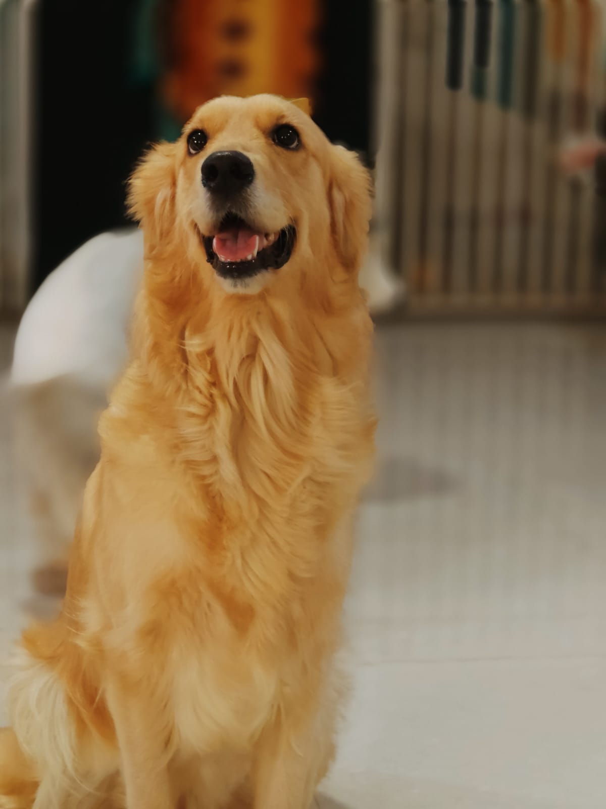 Daycare Pups Playing