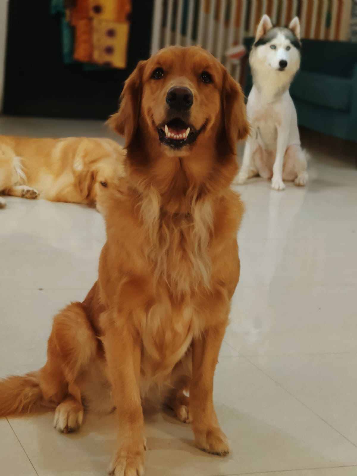 Happy Pups in Daycare